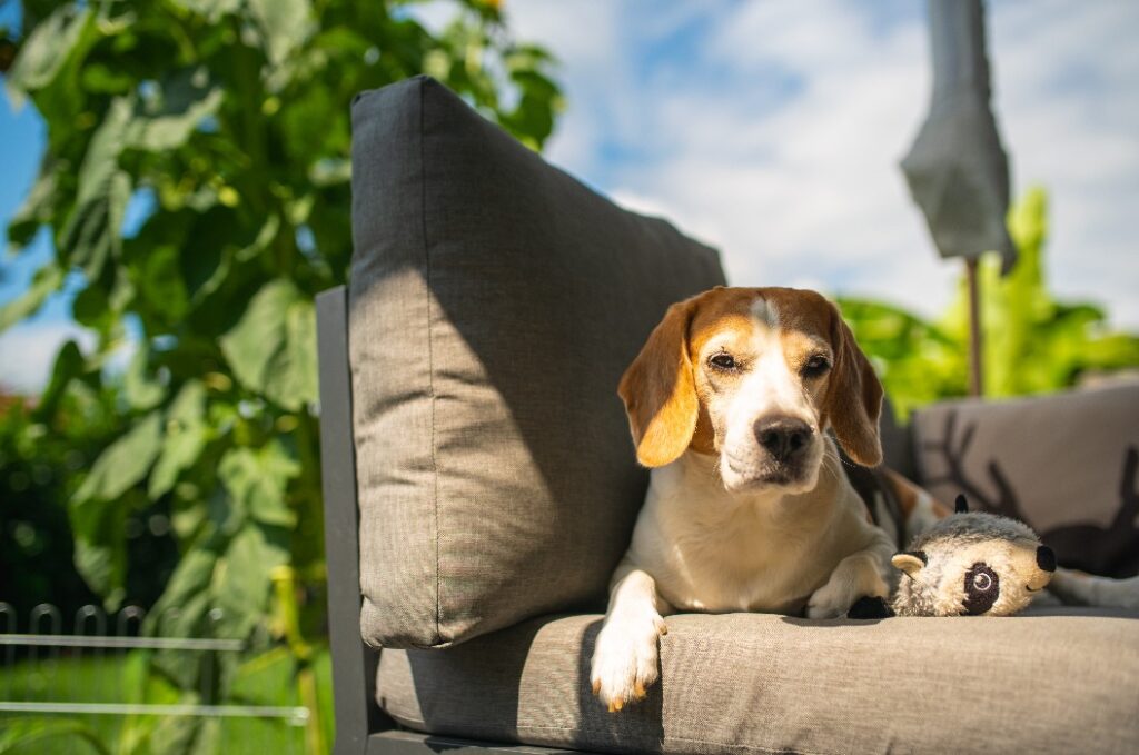 Ein Beagle, der sich auf den Gartenmöbeln ausruht